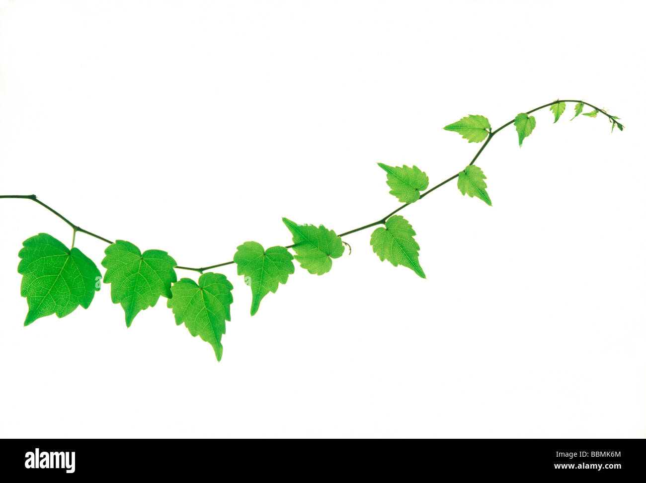 View of a stem with green leaves Stock Photo - Alamy