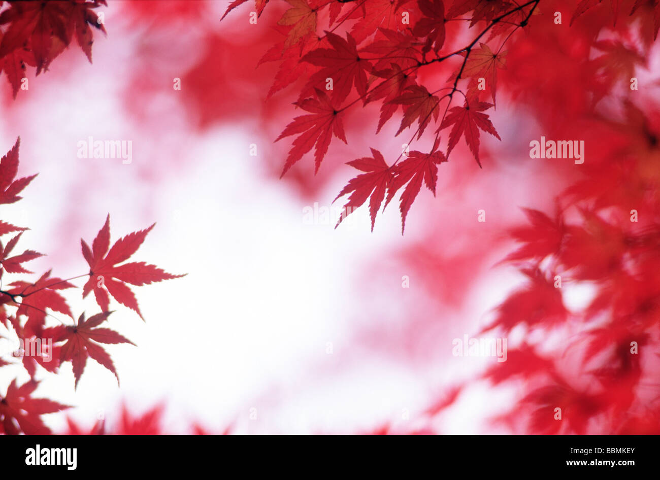 Red midribs leaves hi-res stock photography and images - Alamy