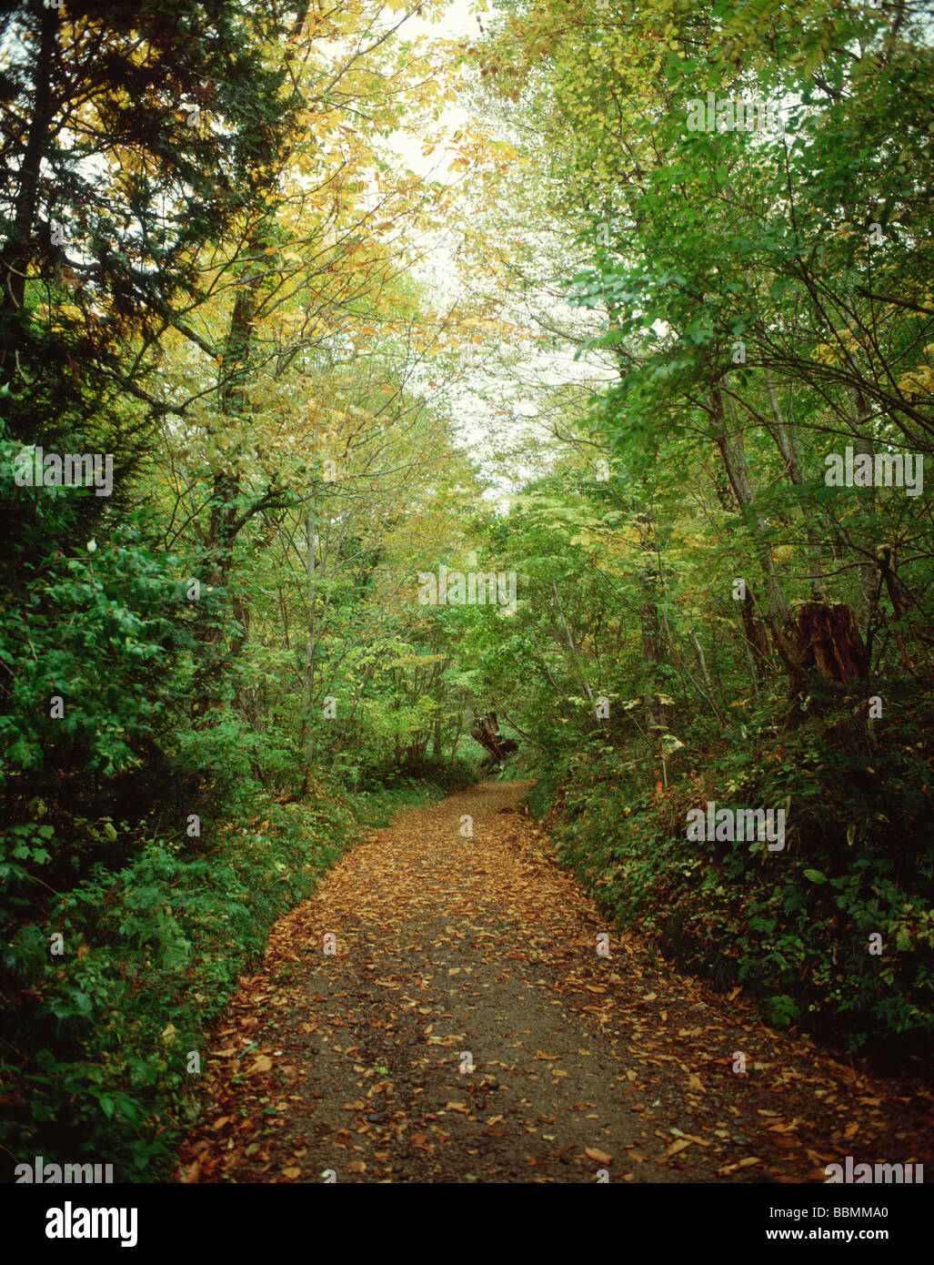 Pathway tall trees in hi-res stock photography and images - Alamy