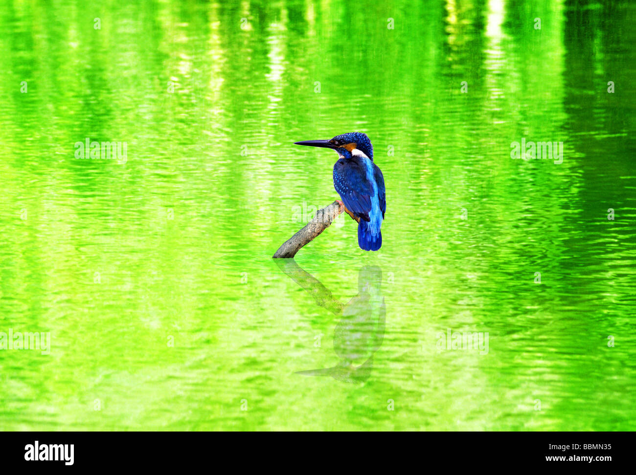 Digital art bird hi-res stock photography and images - Alamy