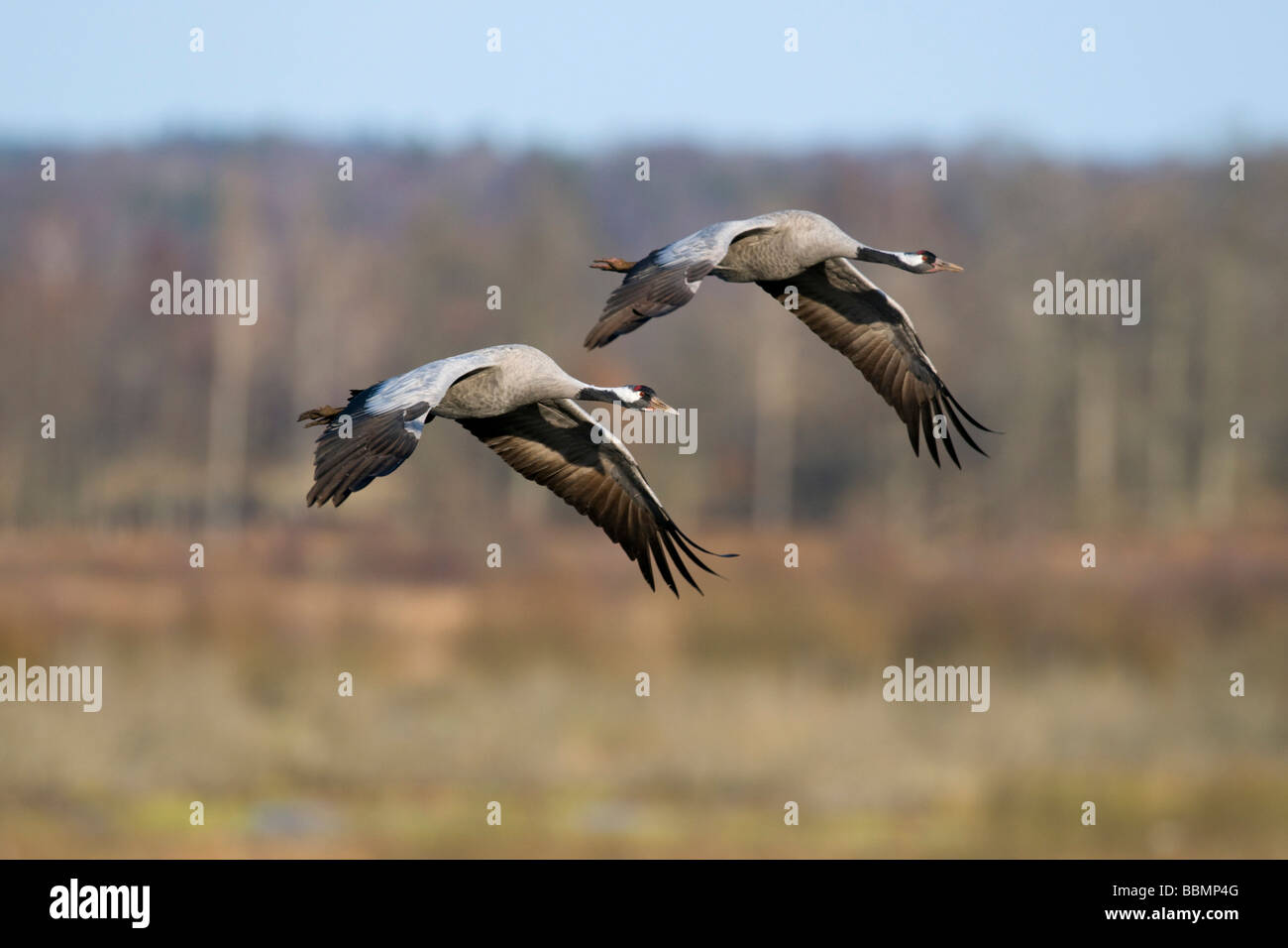 Common Cranes (Grus grus) flying in pairs in the countryside, Lake Hornborga, Vaestergoetland, Sweden, Scandinavia, Europe Stock Photo