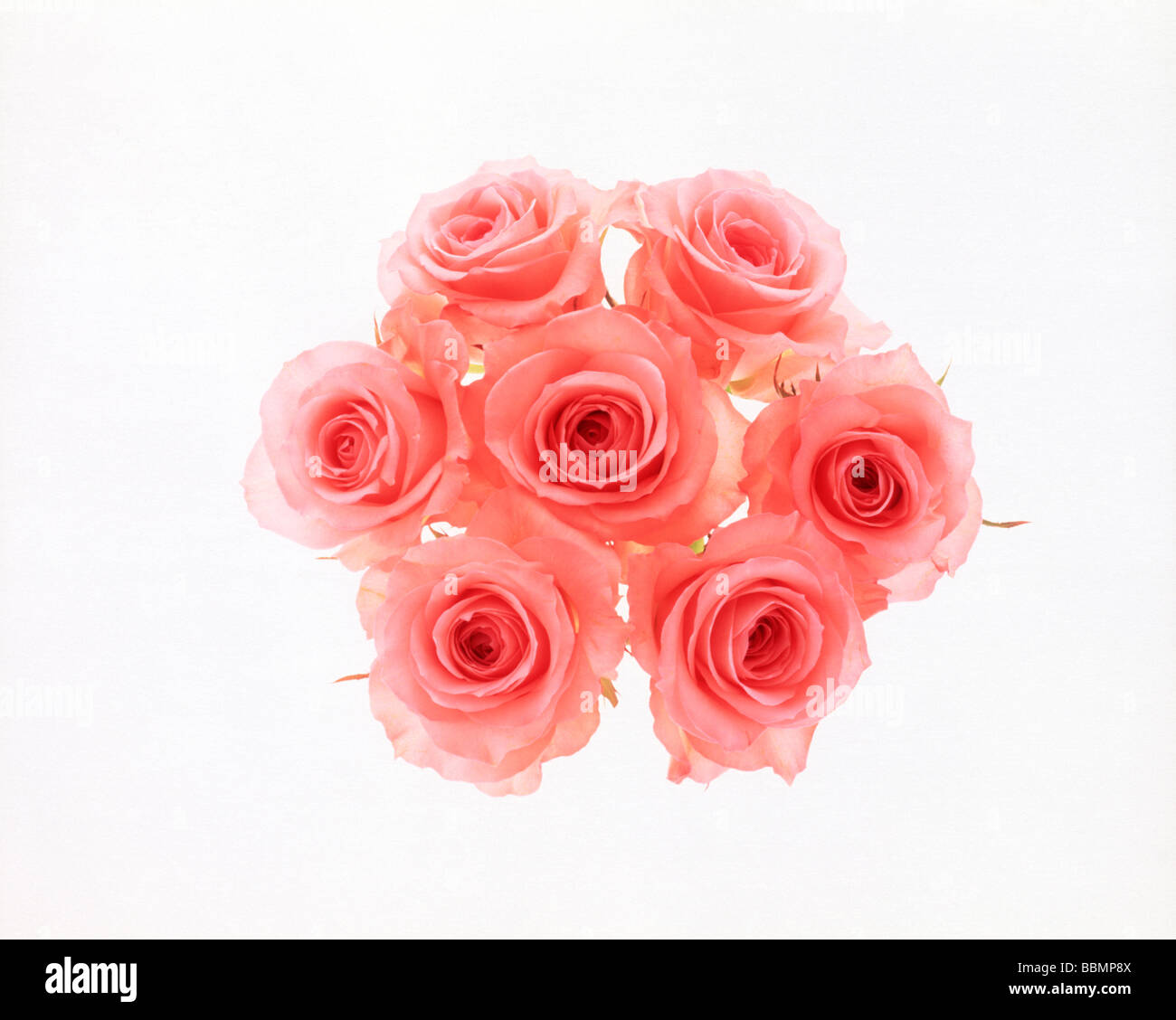 Bunch flowers roses in Cut Out Stock Images Pictures Alamy Bunch flowers roses in Cut Out Stock Images Pictures Alamy