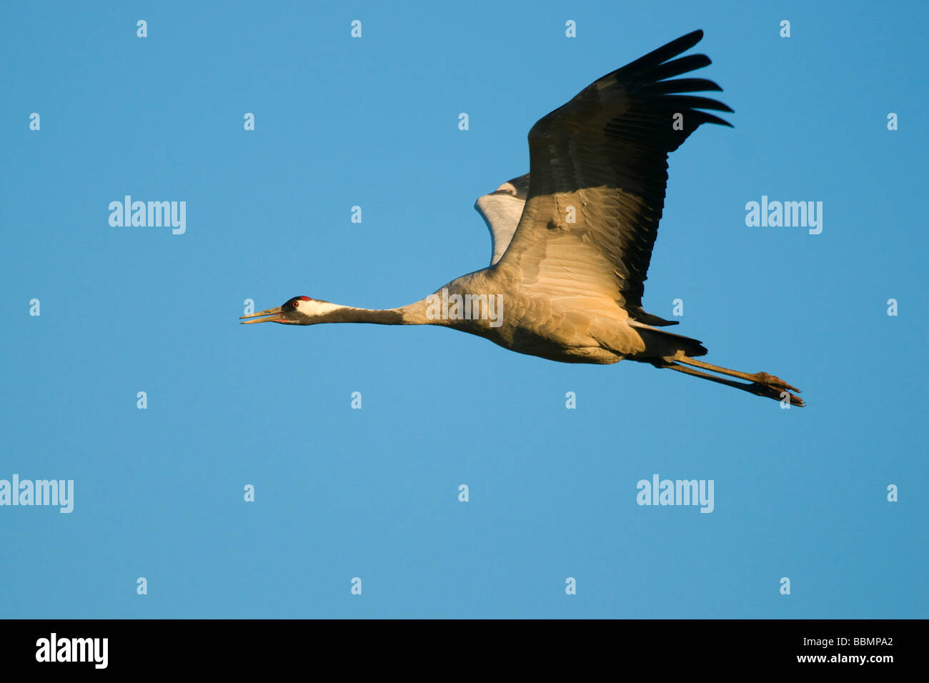 Crane (Grus grus), flying in last daylight, Hornborgasee, Vaestergoetland, Sweden, Scandinavia, Europe Stock Photo