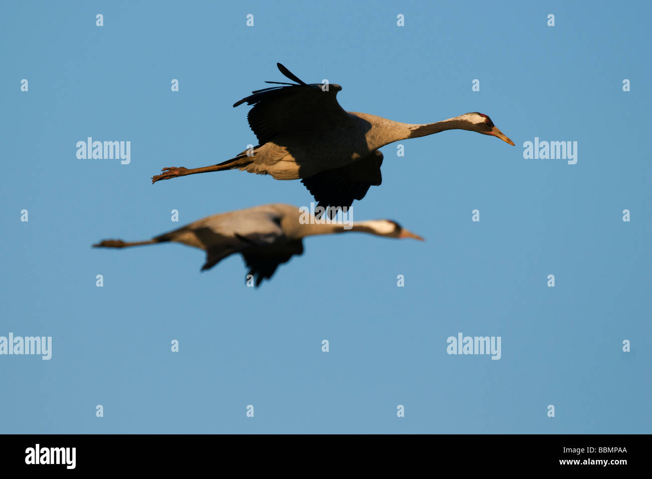 Common Cranes (Grus grus) flying in the last light of day, Lake Hornborga, Vaestergoetland, Sweden, Scandinavia, Europe Stock Photo