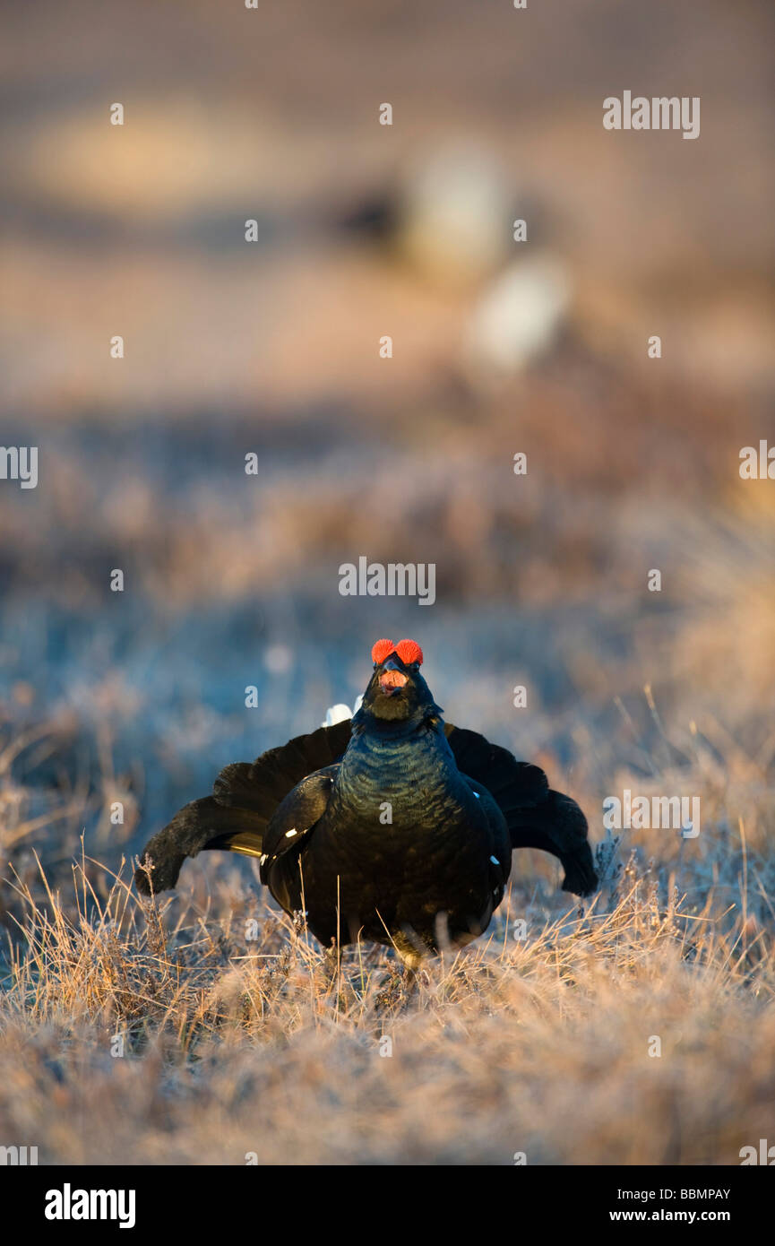 Black Grouse (Lyrurus tetrix), performing courtship display in a