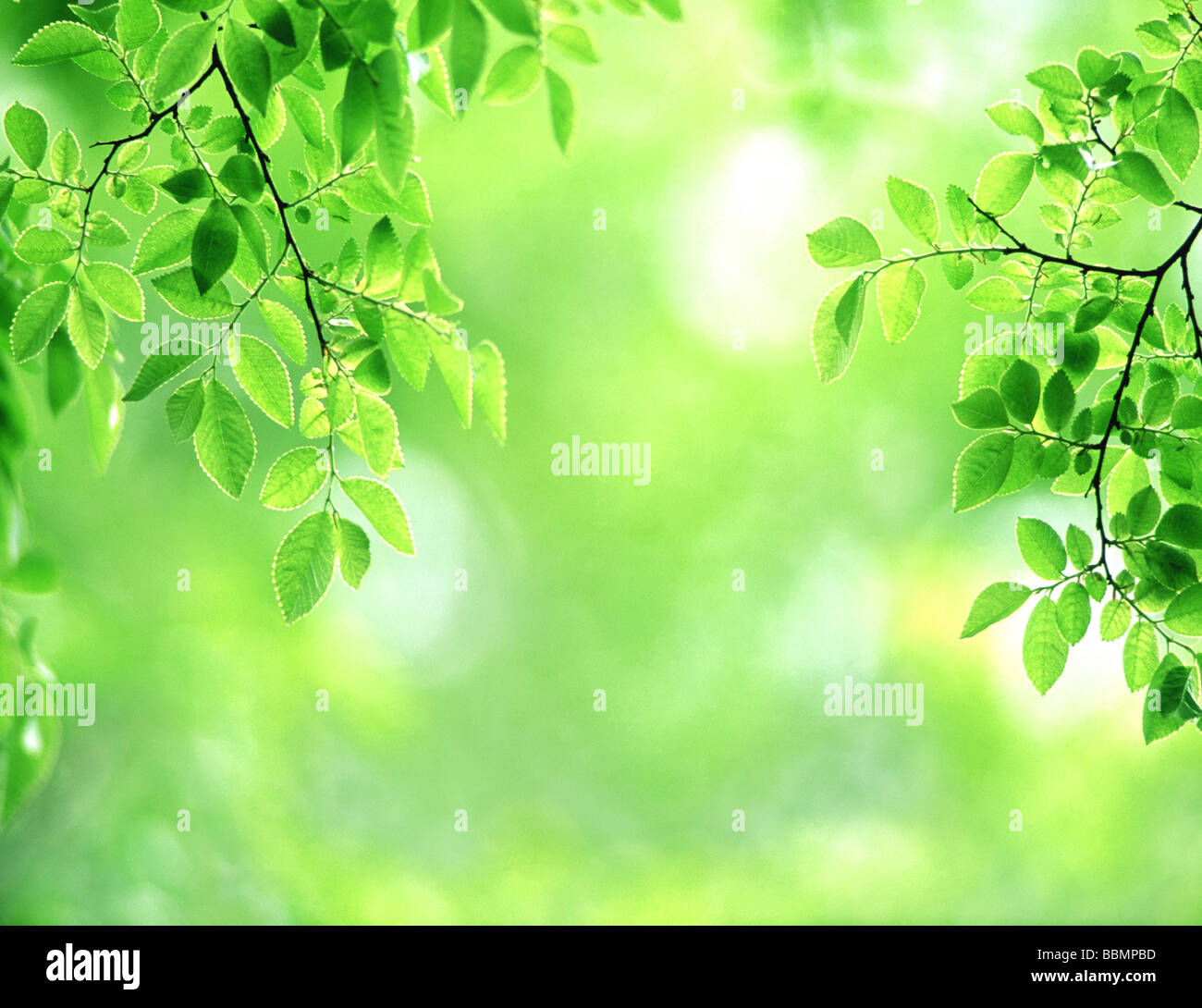 Sunlight through plant stems hi-res stock photography and images - Alamy