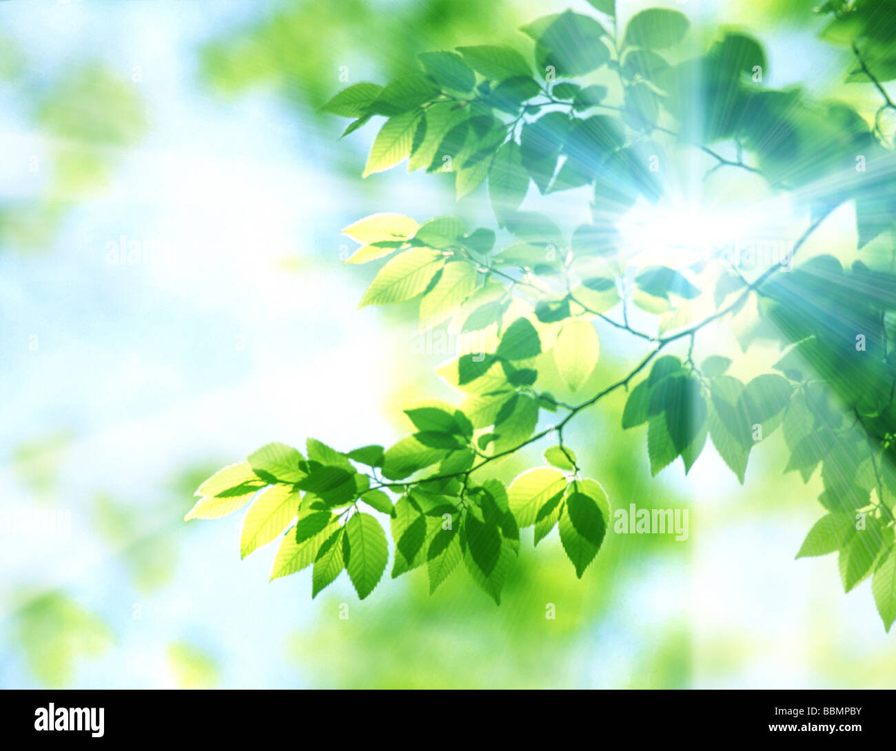 Sunlight through leaves Stock Photo Alamy