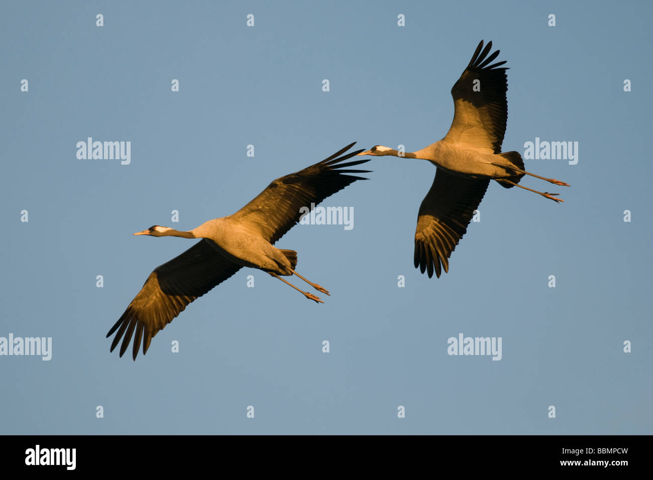 Common Crane (Grus grus) pair flying in the last light of day, Lake Hornborga, Vaestergoetland, Sweden, Scandinavia, Europe Stock Photo