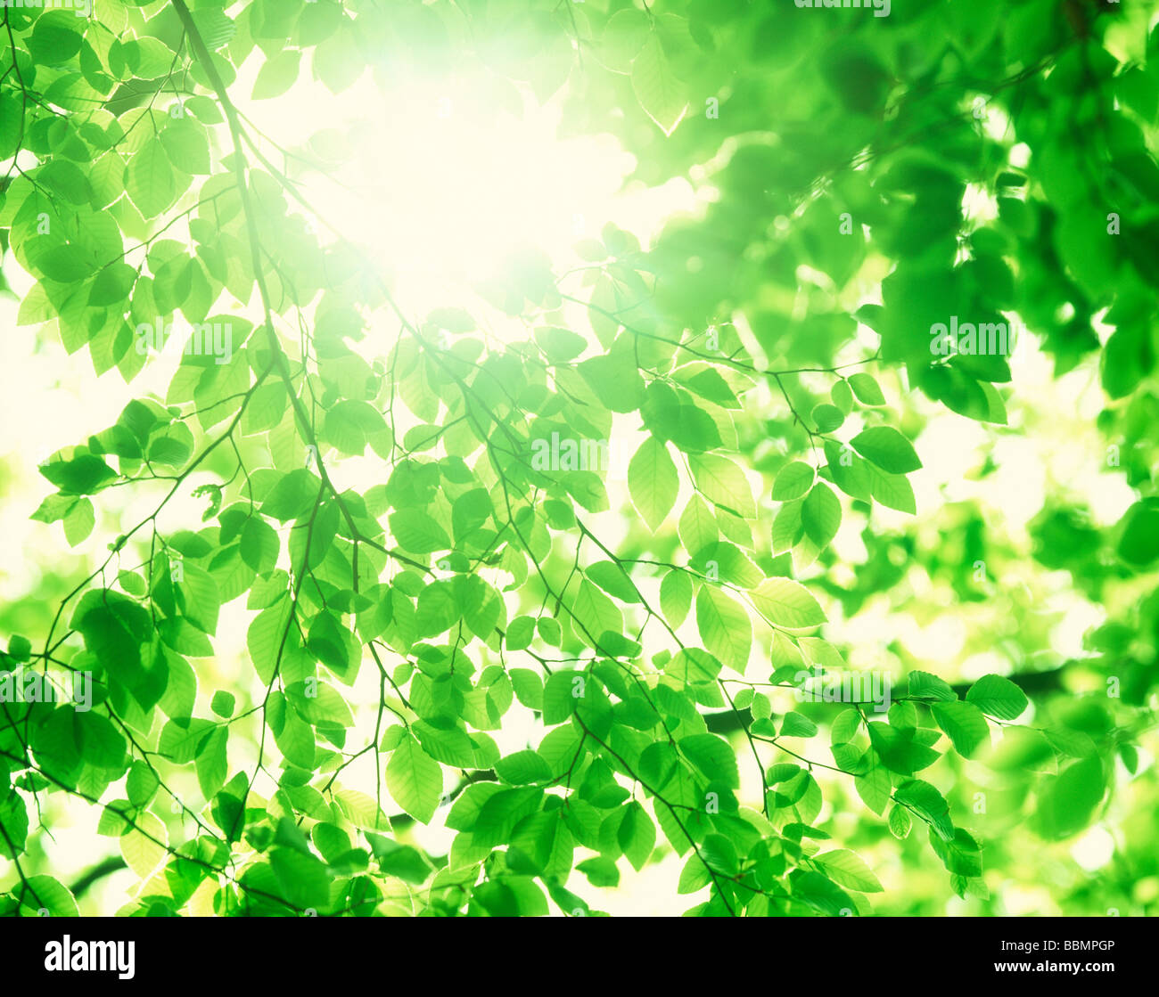 Lush green stems hi-res stock photography and images - Alamy