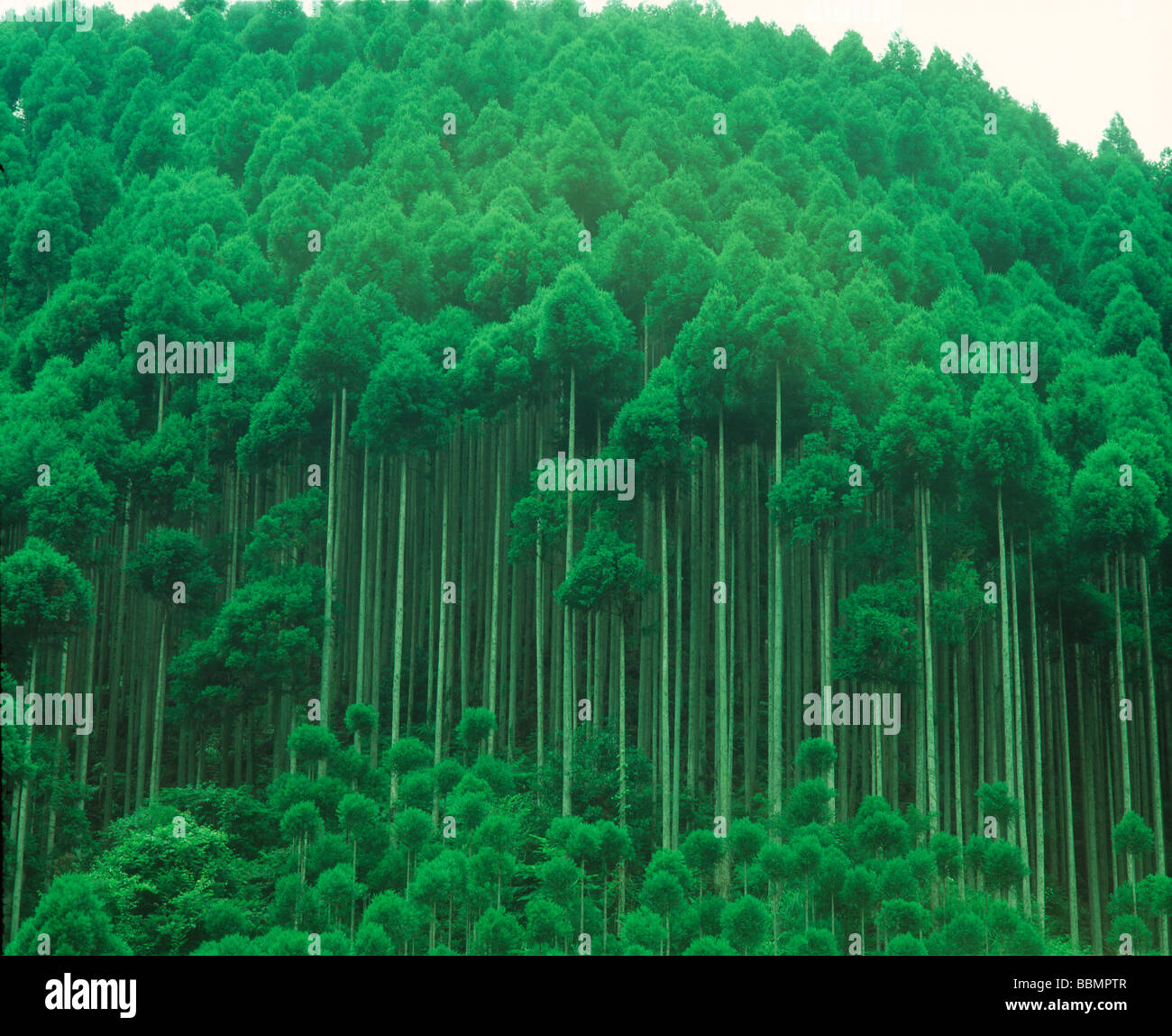 Tall trees low angle hi-res stock photography and images - Alamy