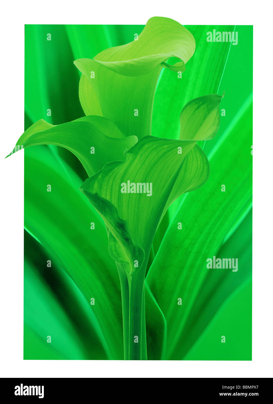View of green pendulous flowers Stock Photo
