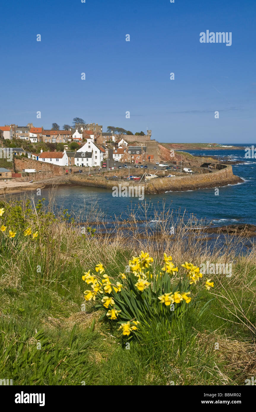 dh  CRAIL FIFE Daffodil springtime flower and fishing village harbour Stock Photo