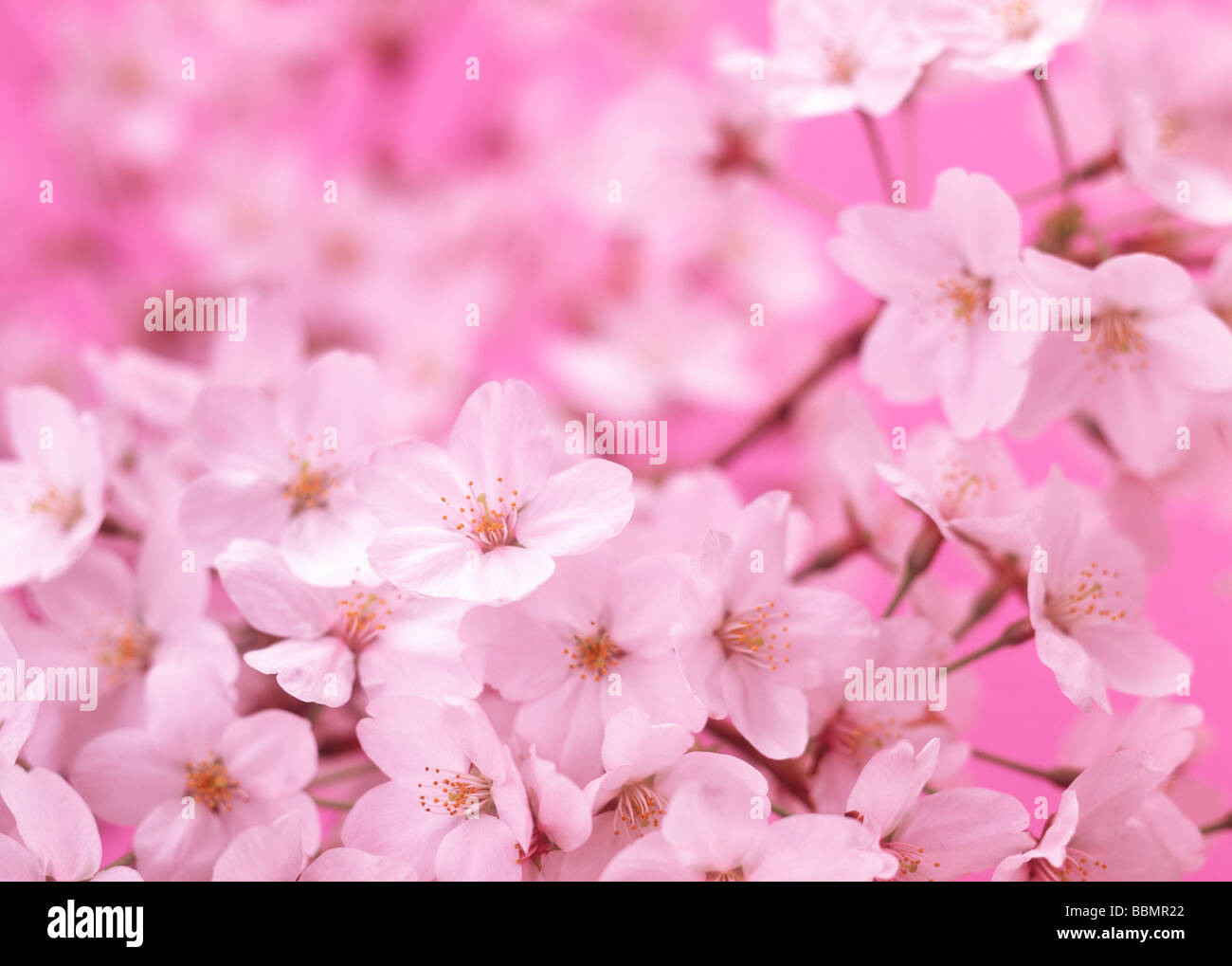 Cluster of pink flowers Stock Photo - Alamy