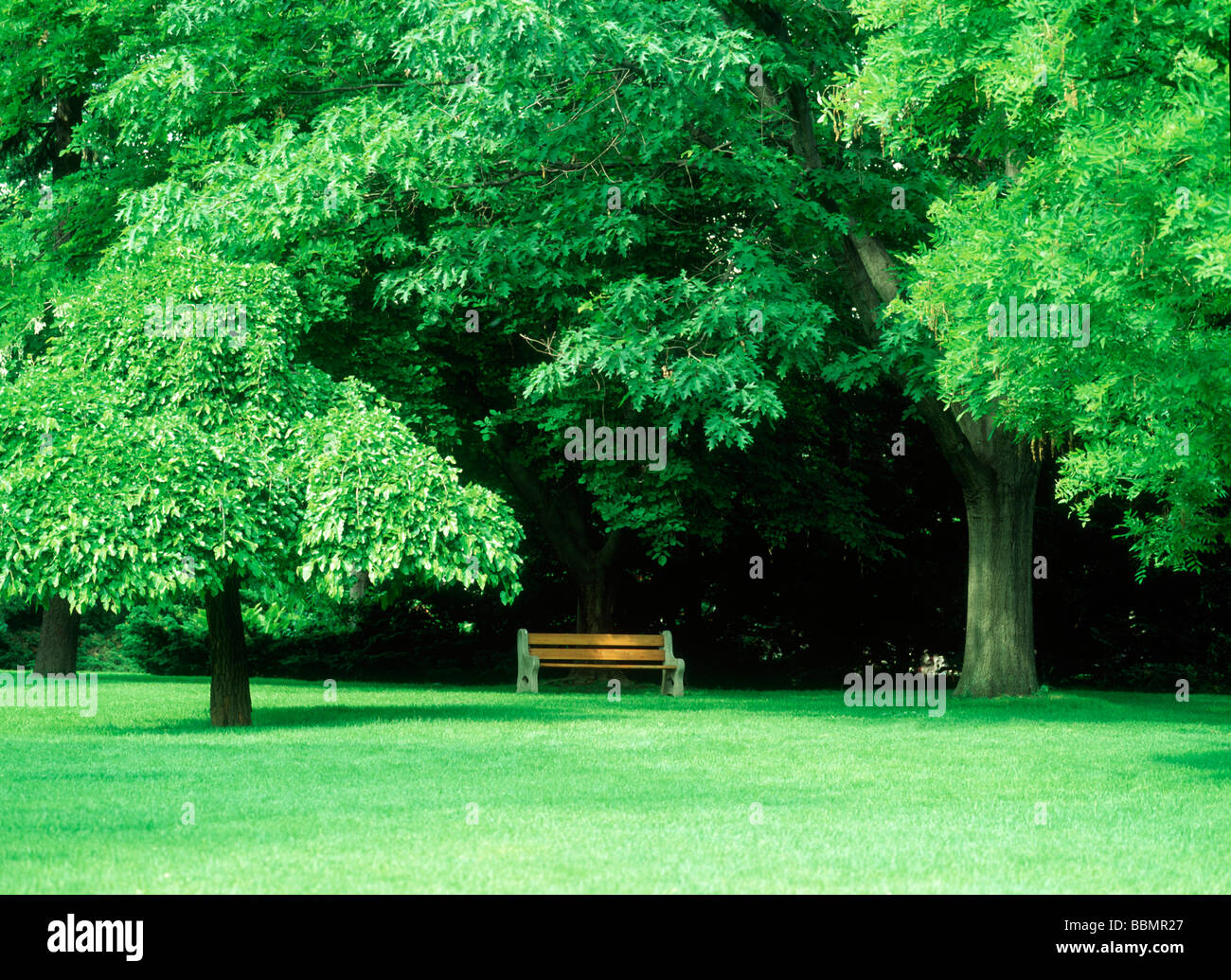 View of a wooden park bench amid trees Stock Photo - Alamy