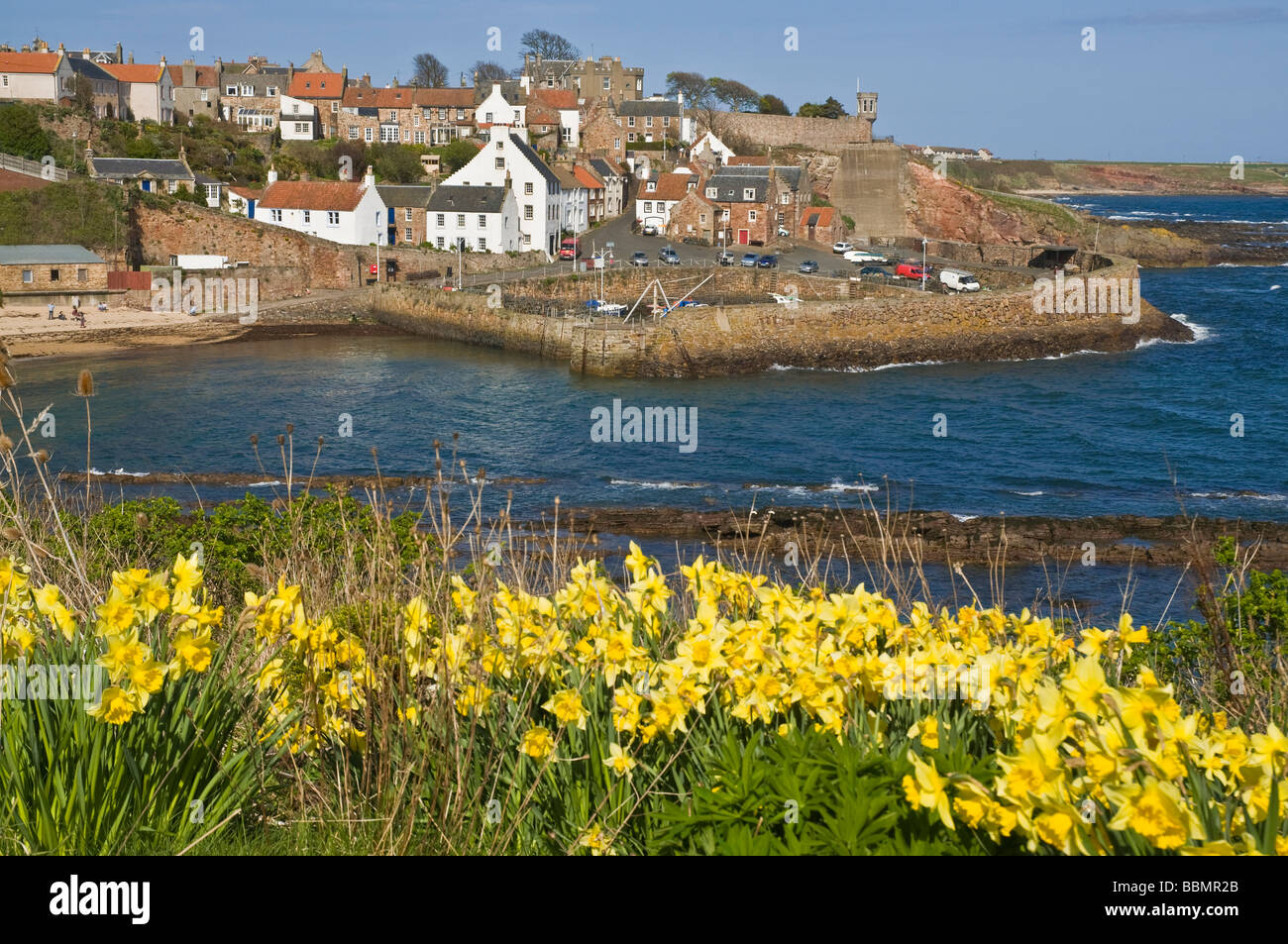 dh Fishing village harbour CRAIL EAST NEUK FIFE SCOTLAND Daffodil springtime flowers springflowers flower daffodils blue sky coast spring coastal Stock Photo