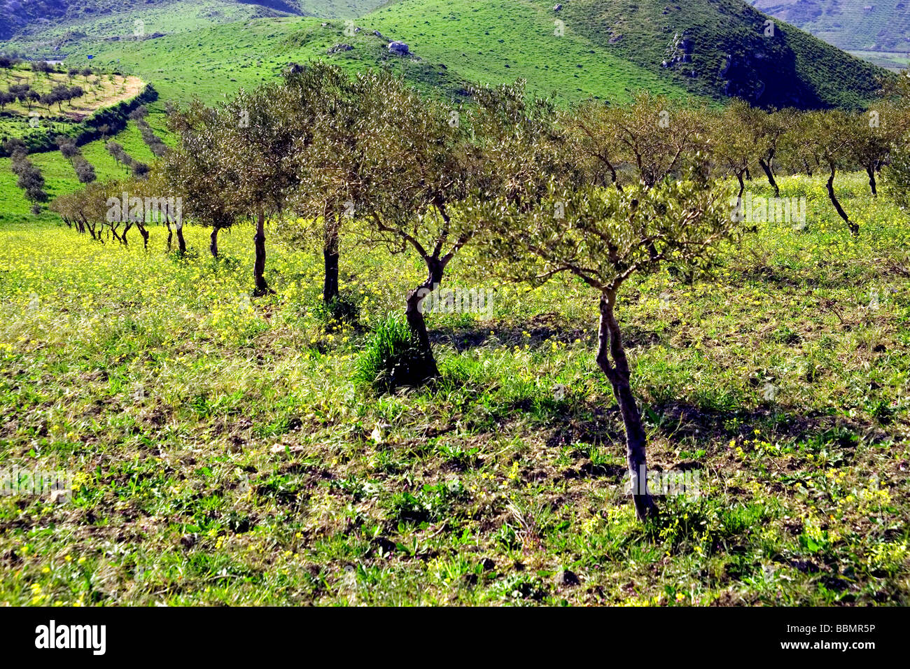 Sicily olive tree hires stock photography and images Alamy