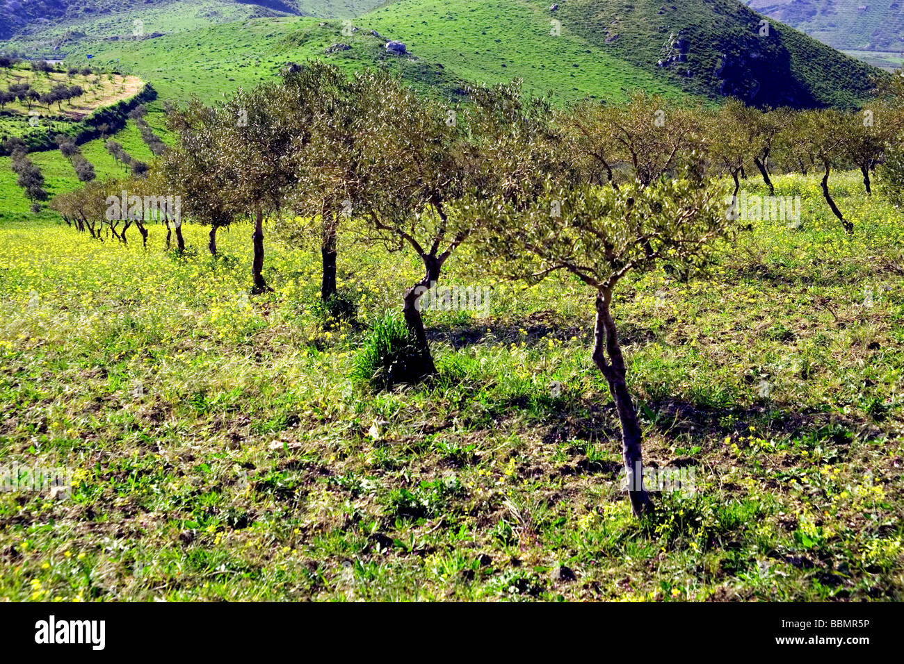 Olive tree groves farms agriculture Agrigento Province Sicily Italy Stock  Photo - Alamy