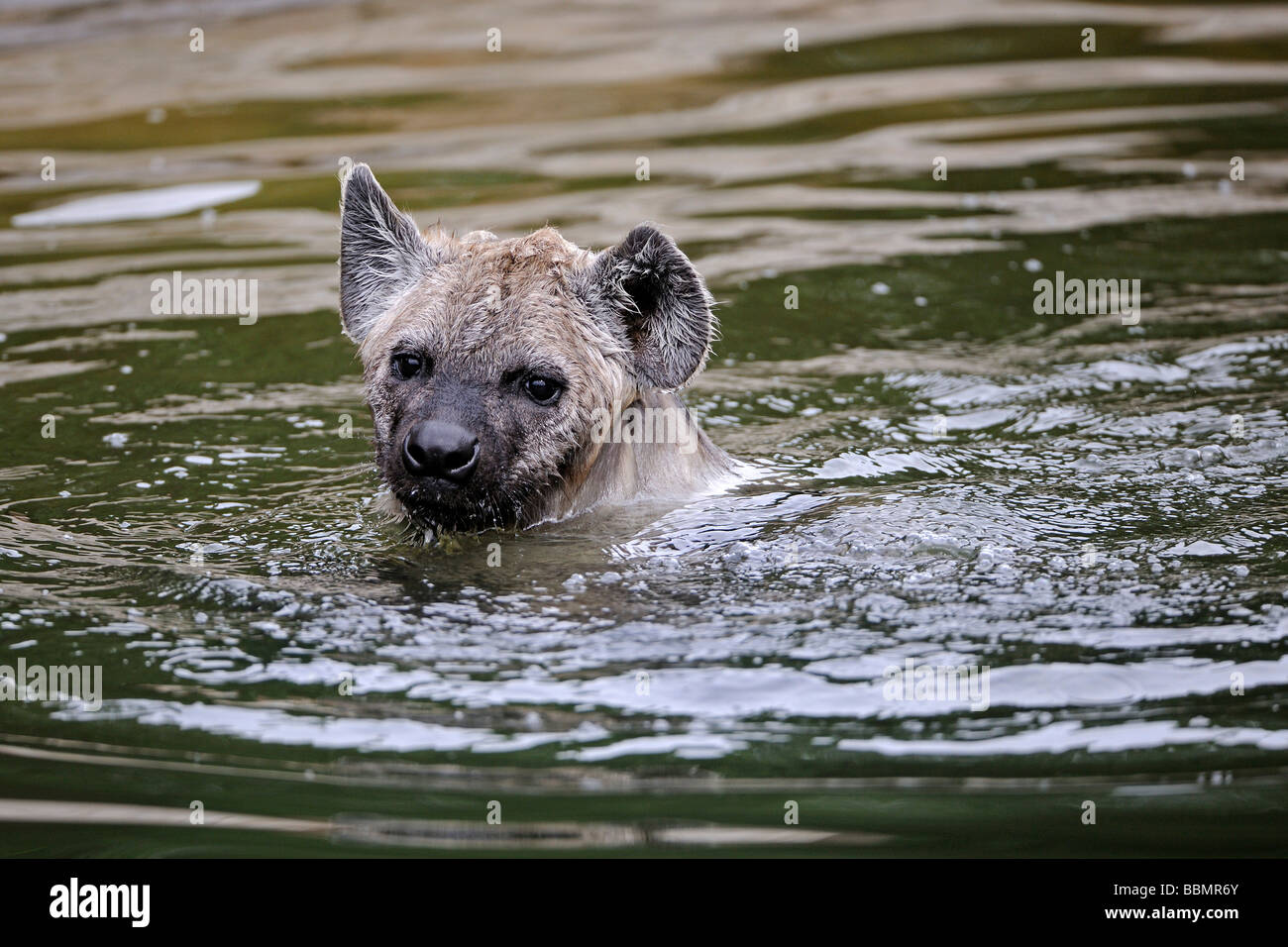 Young Spotted Hyena (Crocuta crocuta), swimming in the water Stock Photo -  Alamy