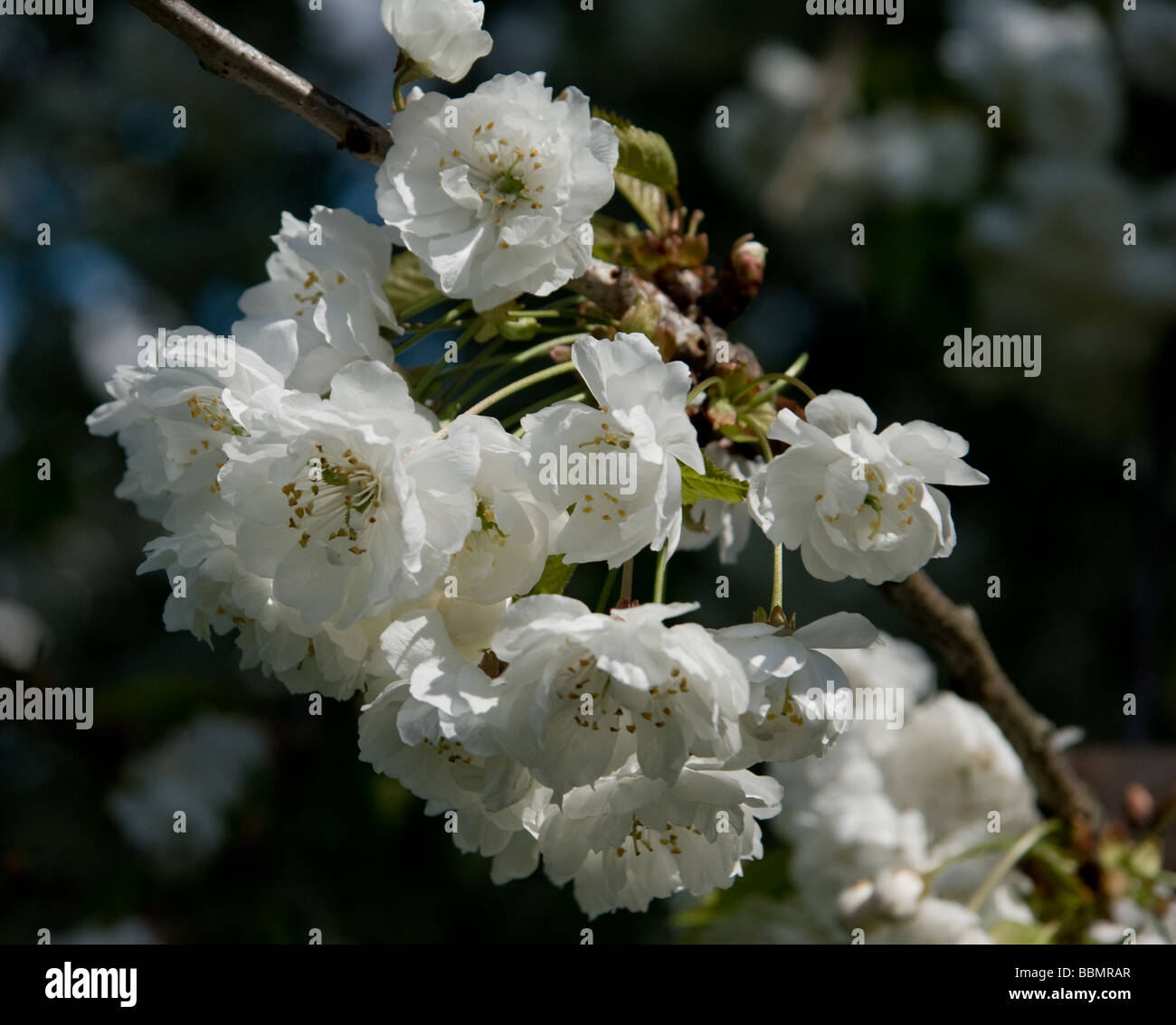 A close up of white Cherry Blossom Stock Photo