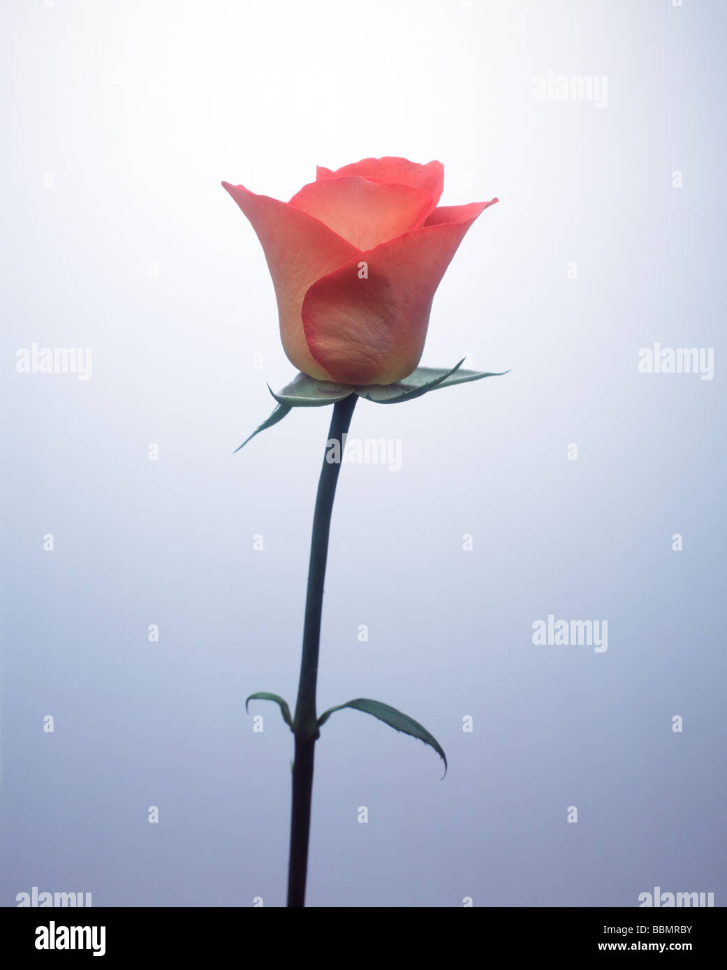 Closeup of a red rose Stock Photo Alamy