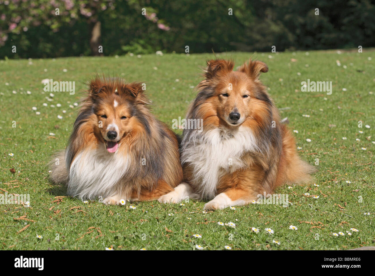 2 Shetland Sheepdogs, Sheltie, lying side by side on a meadow Stock Photo