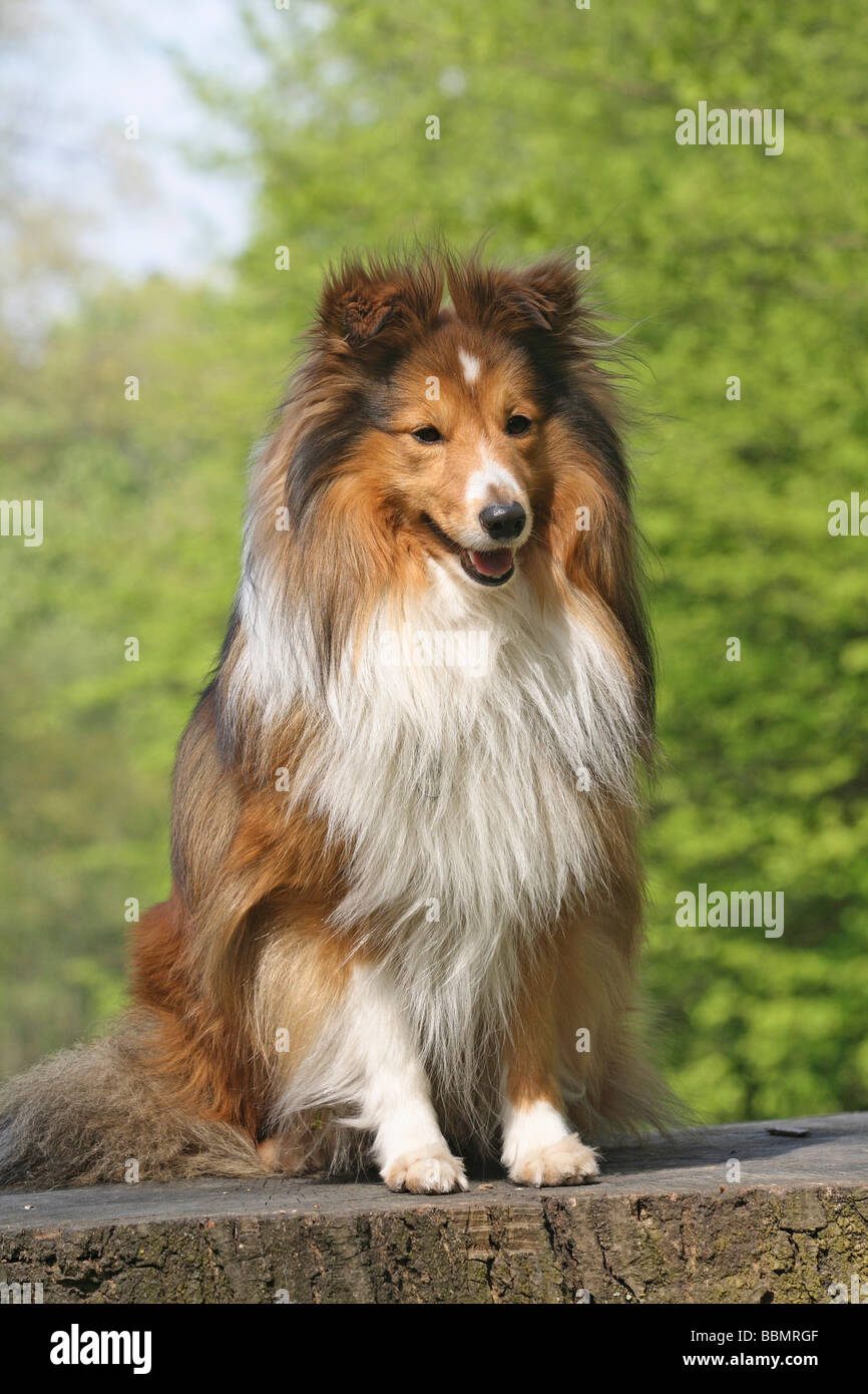 Shetland Sheepdog, Sheltie sitting on a tree stump Stock Photo