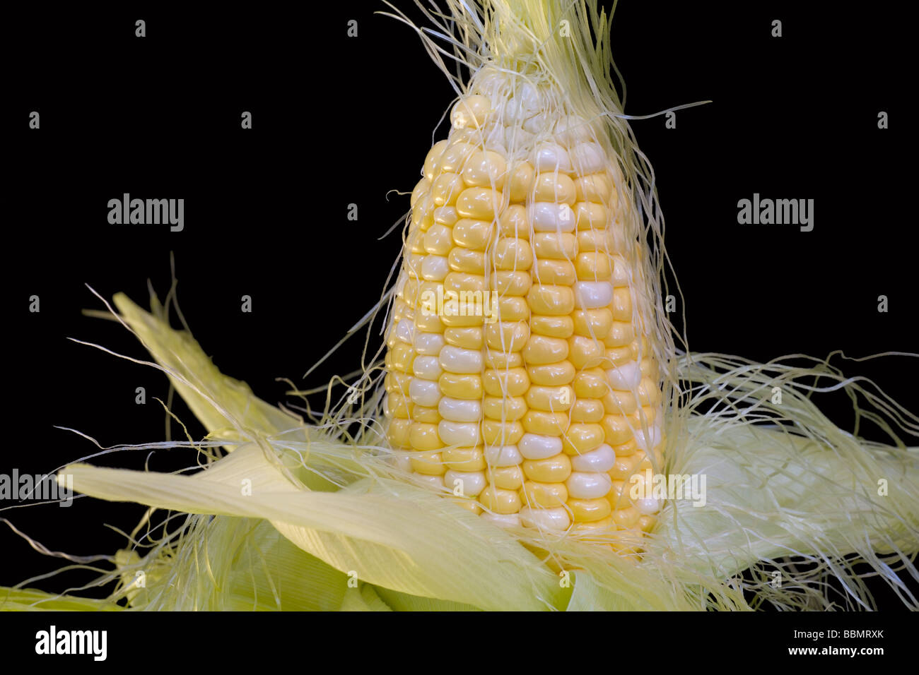 A corn cob with leaves peeled back to reveal the juicy kernels Stock Photo