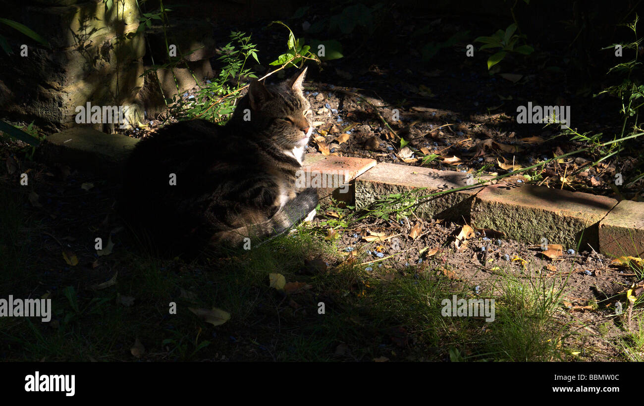 Domestic tabby cat relaxing in a sun spot in an English garden Stock Photo