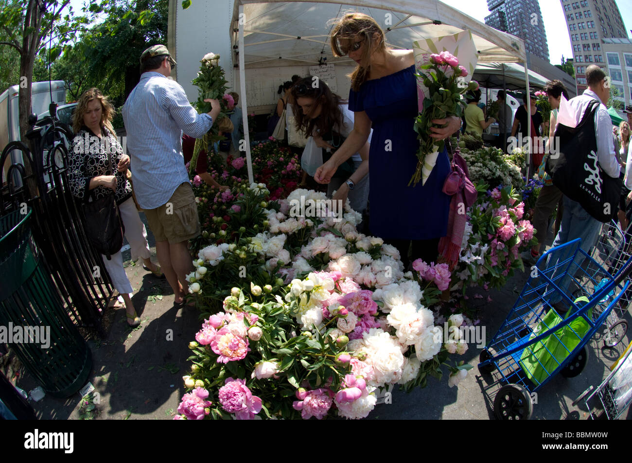 Flowers on sale at farmers stands in the Union Square Greenmarket in New York on Saturday May 23 2009 Frances M Roberts Stock Photo