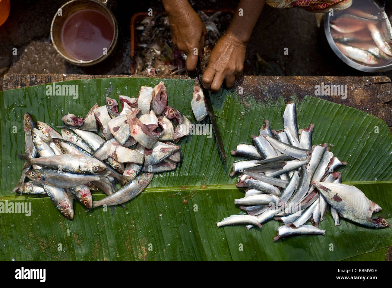 https://c8.alamy.com/comp/BBMW5E/an-indian-christian-woman-fish-vendor-cuts-small-fish-on-a-banana-BBMW5E.jpg