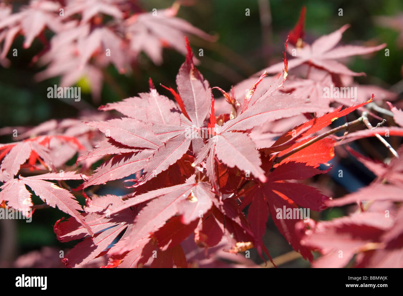 Red leaves of Japanese Maple Tree Acer Palmatum Stock Photo Alamy