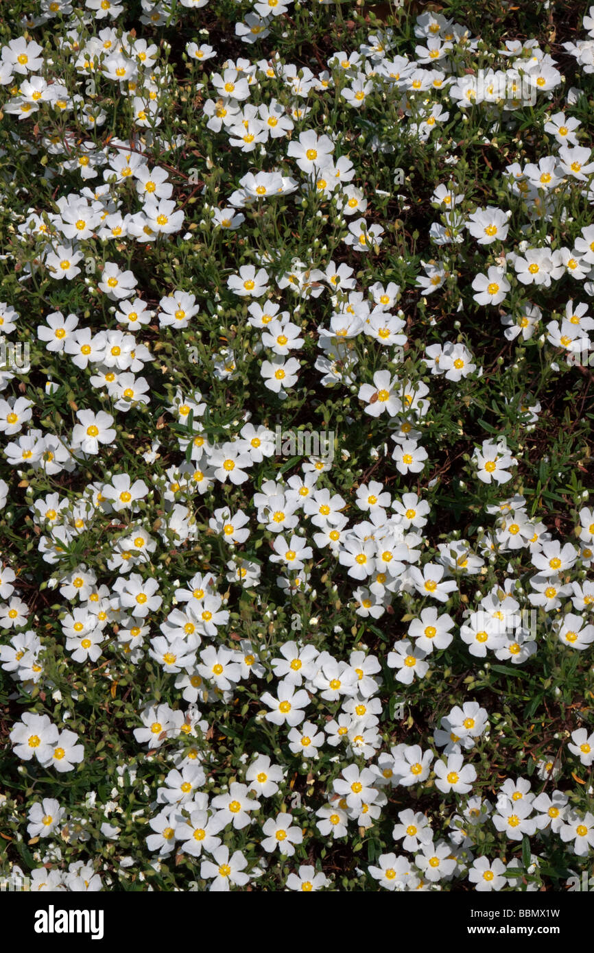 White Rock Roses (Helianthemum) Stock Photo