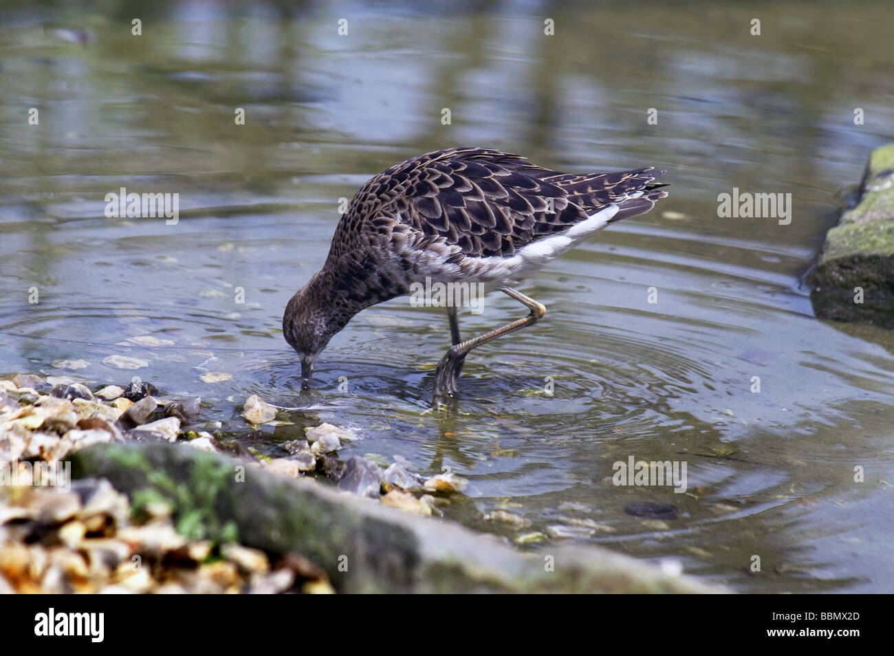 Female Ruff (Philomachus pugnax ) probing for food in shallow water. Stock Photo