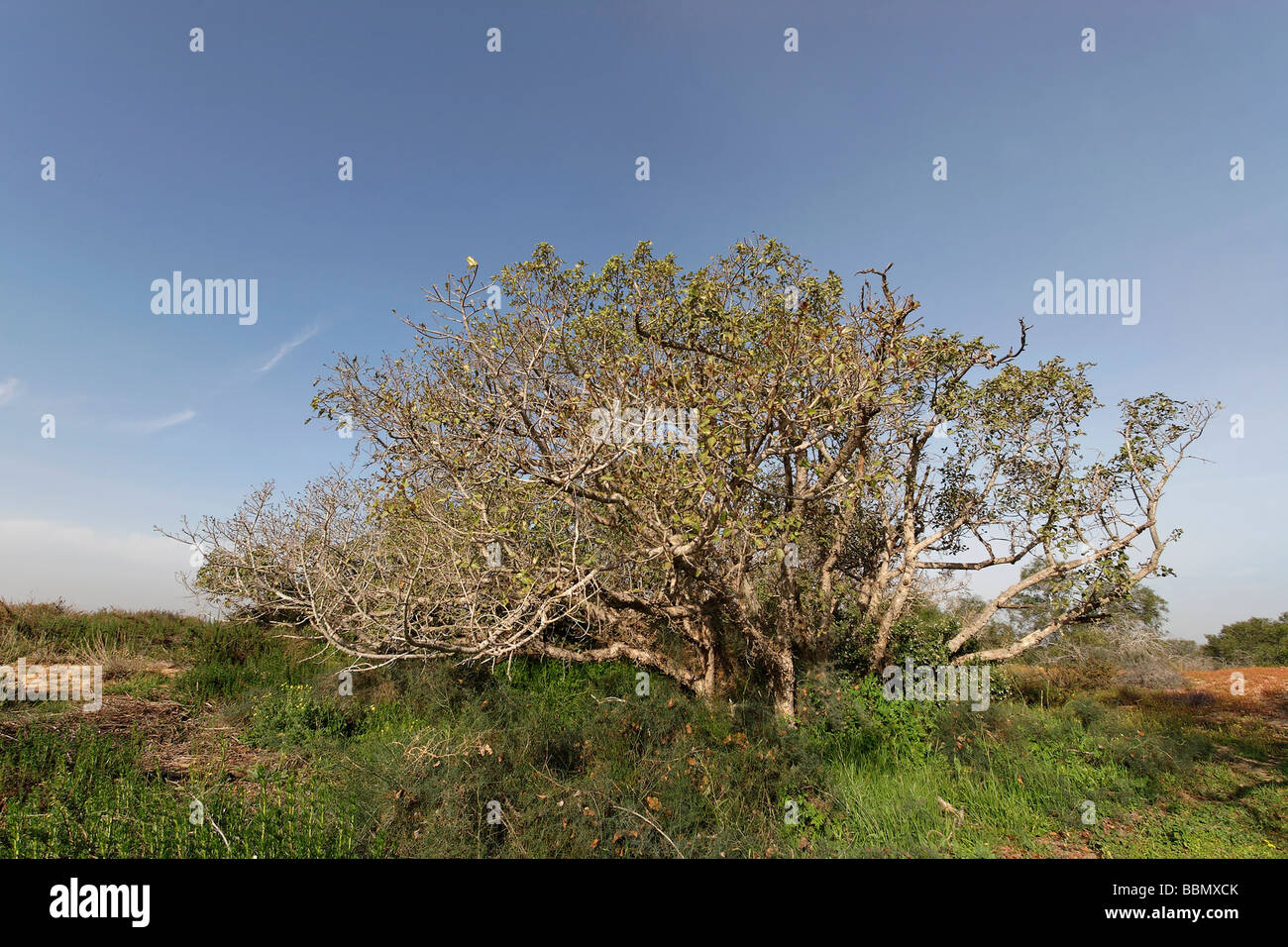 Israel Southern Coastal Plain Sycamore tree at Nitzanim Sand Dune Park