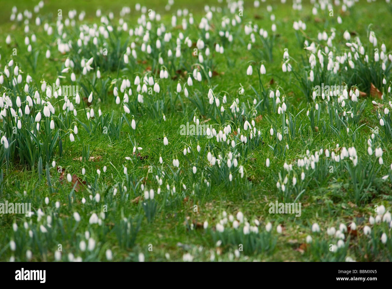 GALANTHUS NIVALIS SNOWDROPS NATURALISED  IN GRASS Stock Photo
