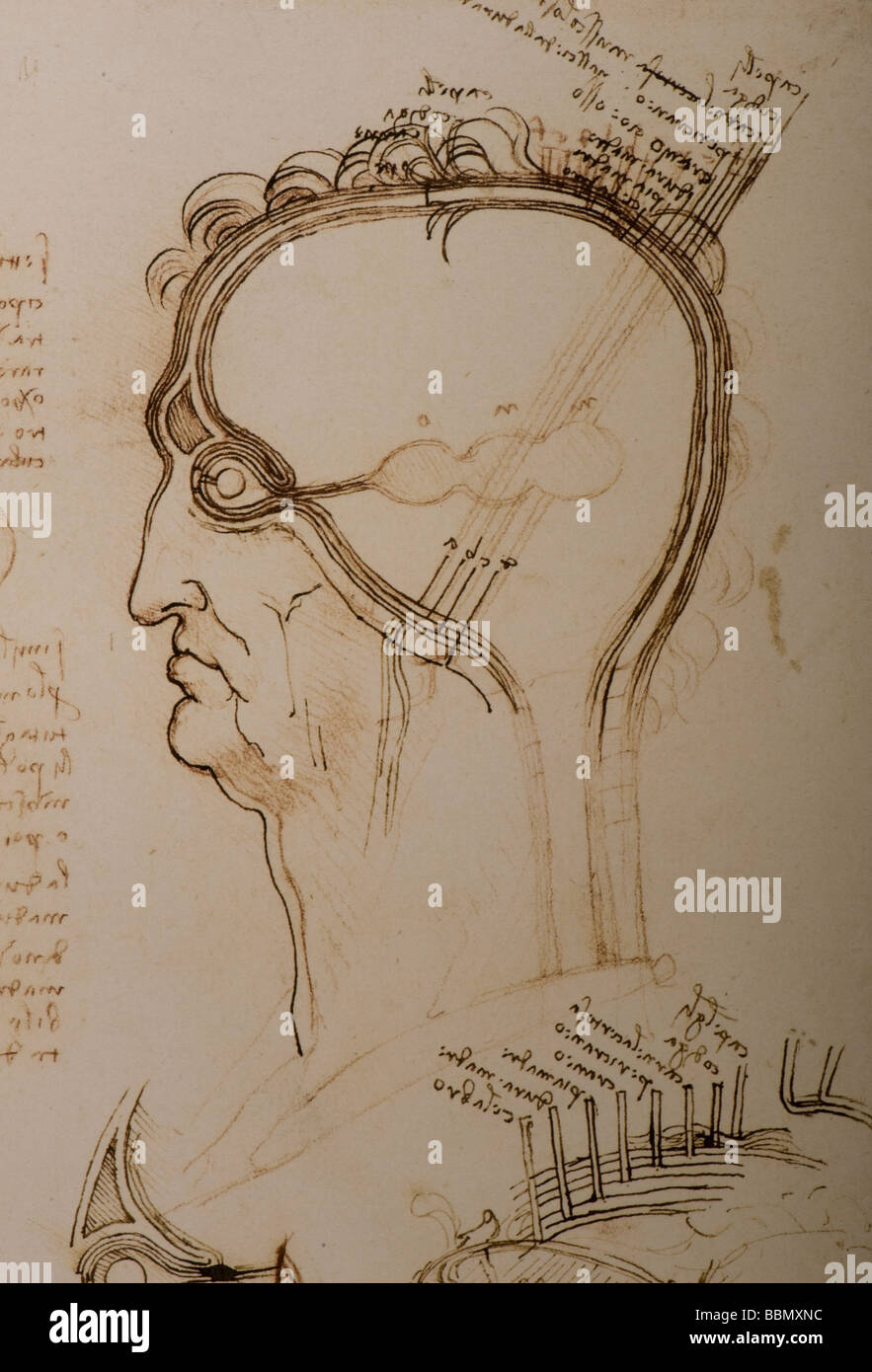 anatomical study of layers of the brain and scalp by Leonardo da Vinci Stock Photo