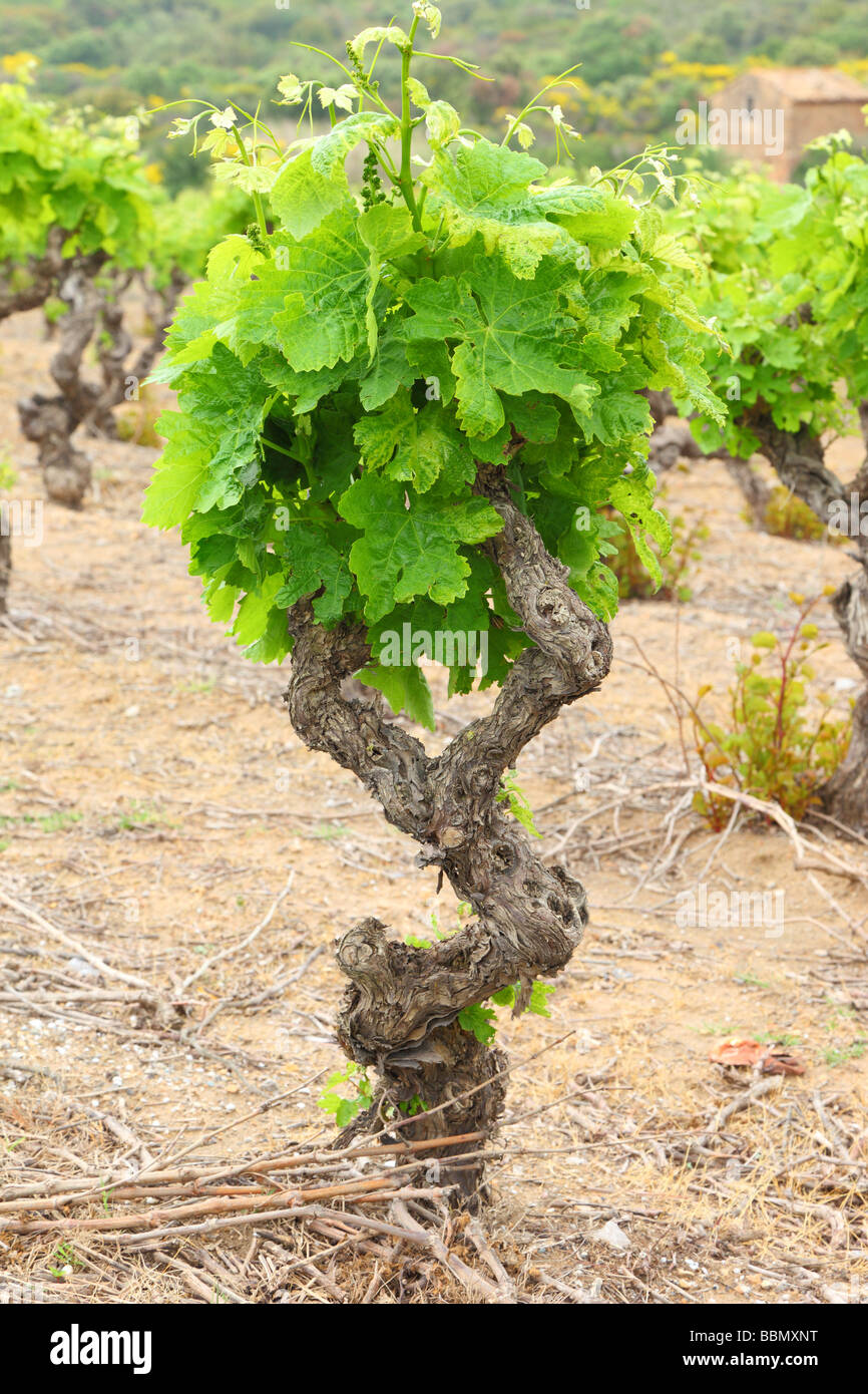 Old gnarled vine grape with young green spring leaves Minervois