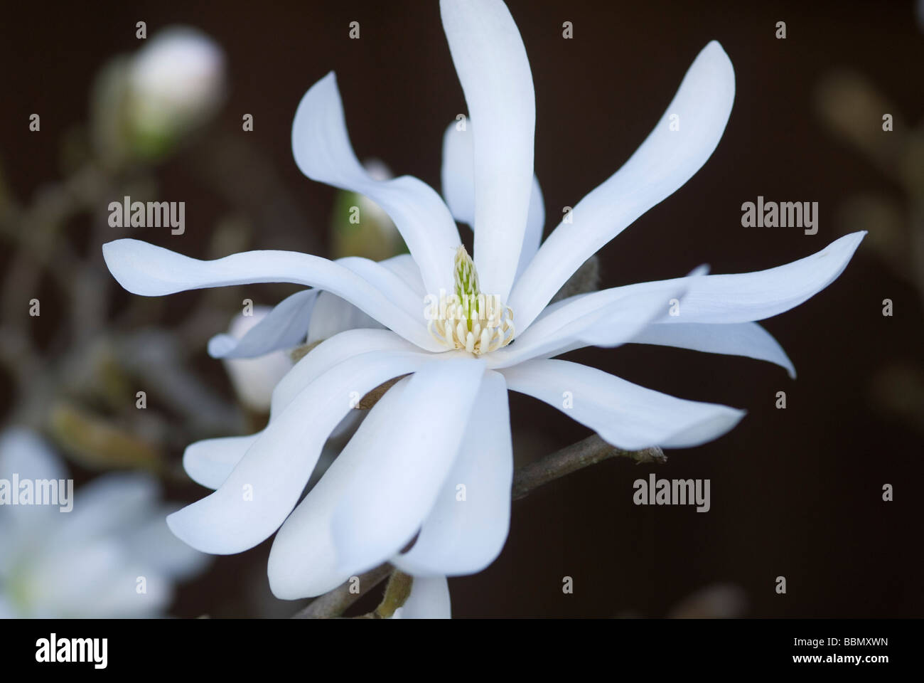 CLOSE-UP OF MAGNOLIA STELLATA STAR MAGNOLIA FLOWER Stock Photo - Alamy