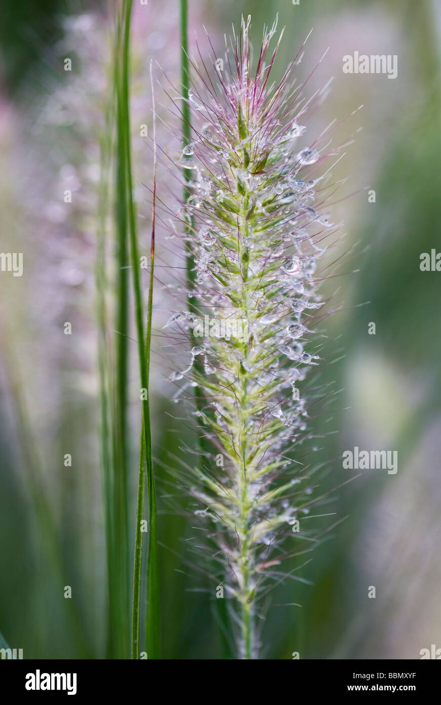 CLOSE-UP OF WATER DROPLETS ON PENNISETUM ALOPECUROIDES HAMELN Stock Photo
