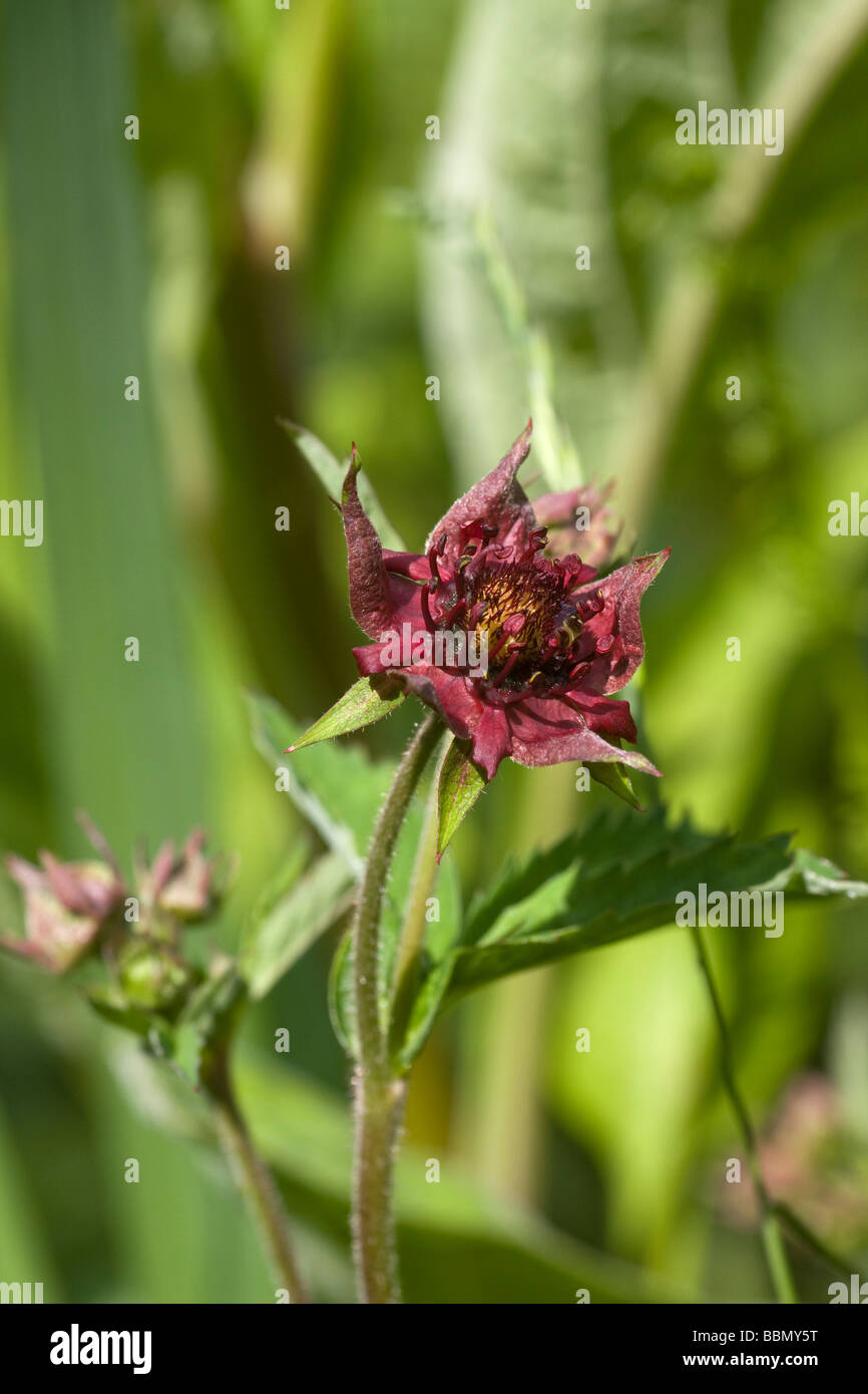 Red flower of a Marsh Cinquefoil (Potentilla palustris) Stock Photo