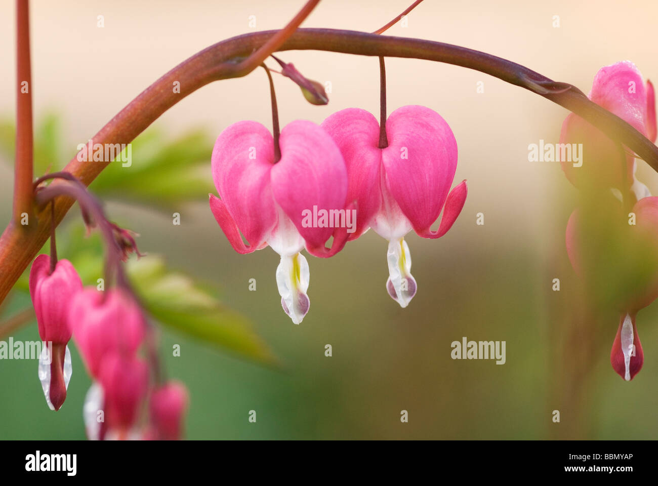 SOFT FOCUS CLOSE-UP OF PINK FLOWERS OF DICENTRA SPECTABILIS BLEEDING HEART Stock Photo