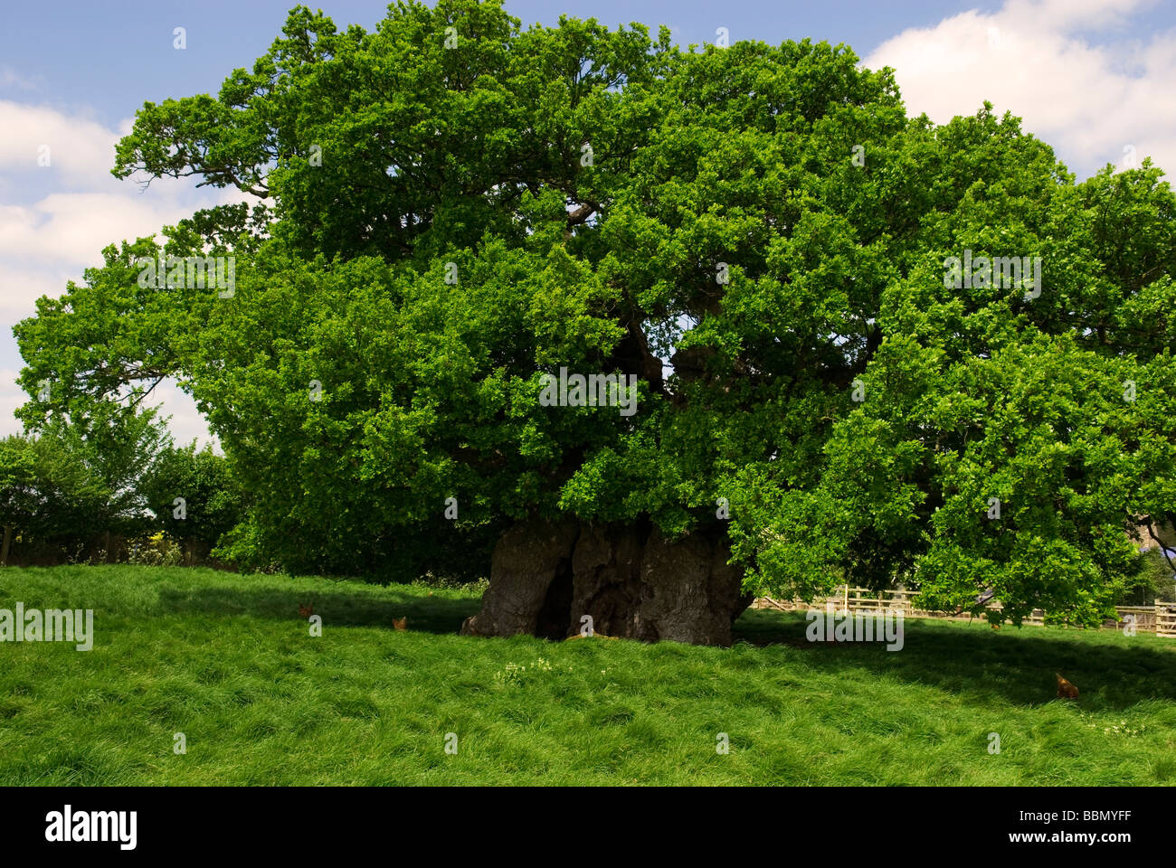 Bowthorpe Oak Tree Stock Photo