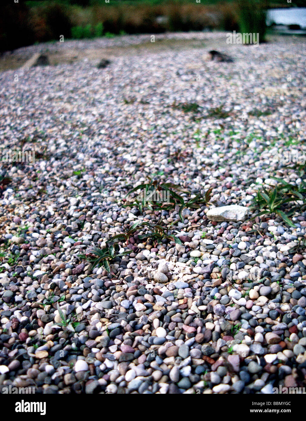 Little-ringed Plover;'Charadrius dubius';Nest with two eggs and a small egg shaped stone; Stock Photo