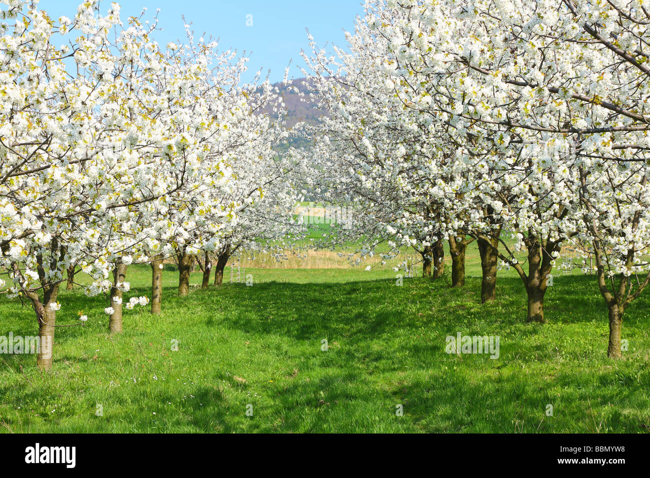 Cherry trees blooming in a sunny spring day Cerasus avium cherry plantation cherry orchard Stock Photo