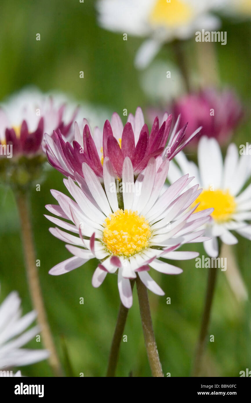 Common Daisy Bellis perennis Stock Photo Alamy