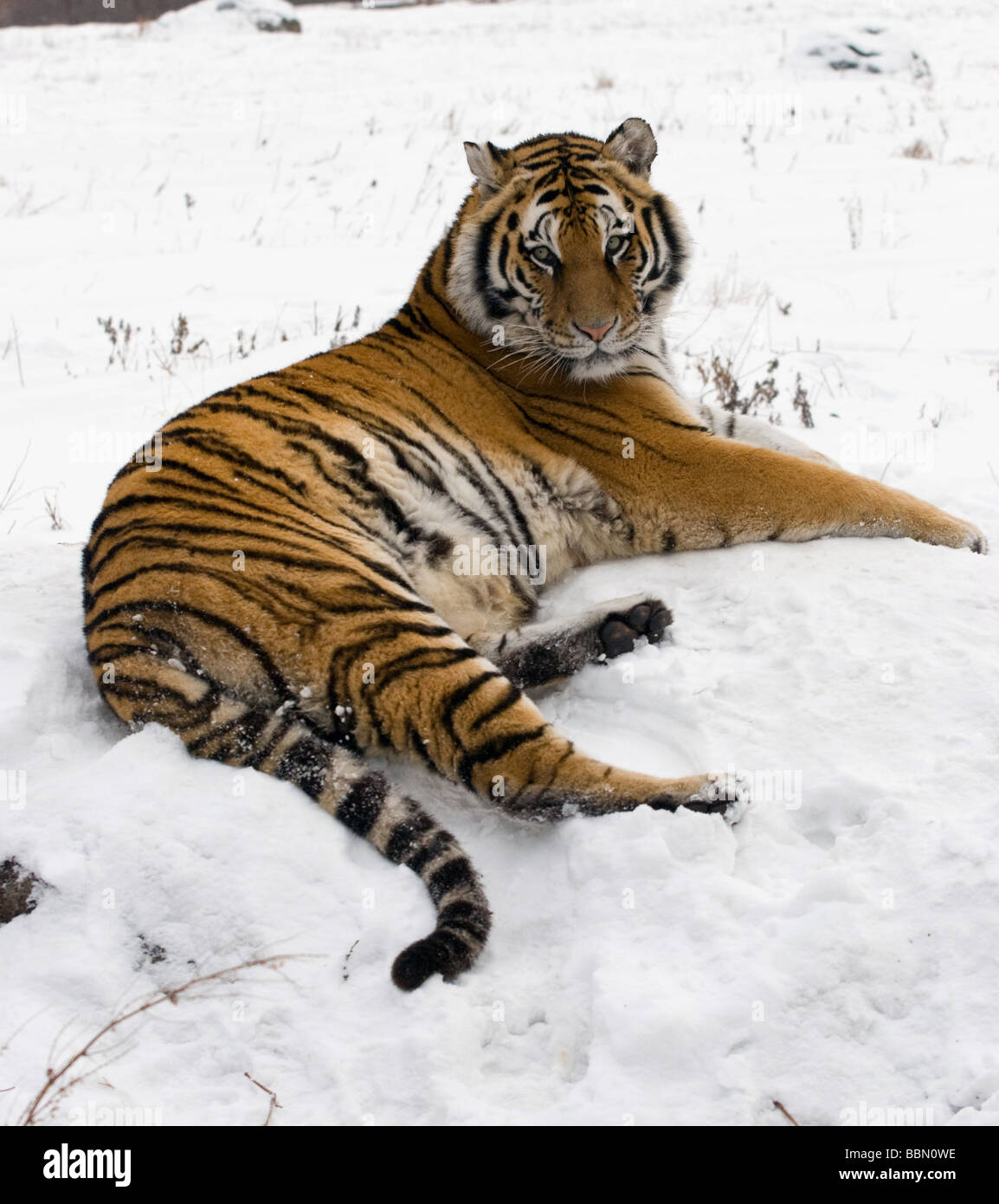 White tiger snow hi-res stock photography and images - Alamy