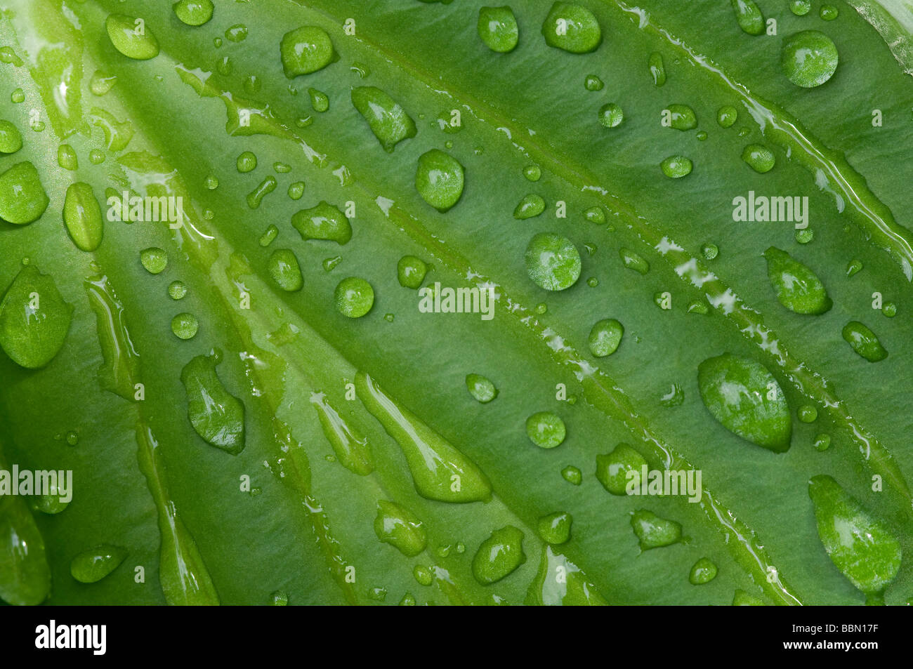 close up of rain water droplets on wet hosta leaf Stock Photo