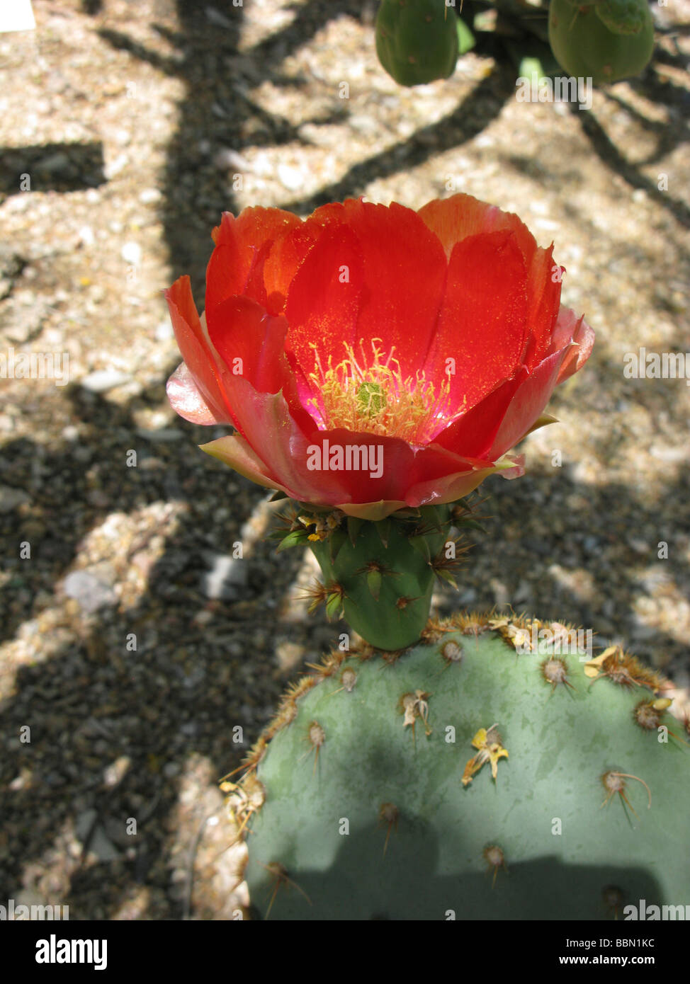 Scarlet red flowering,catus,prickly pear in springtime Stock Photo