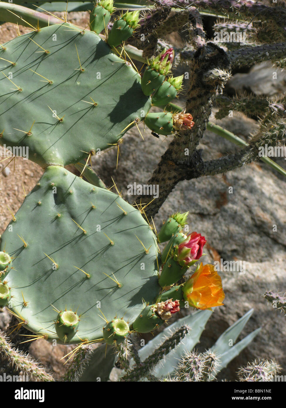 Prickly pear cactus,flowering in the springtime,in portrait Stock Photo