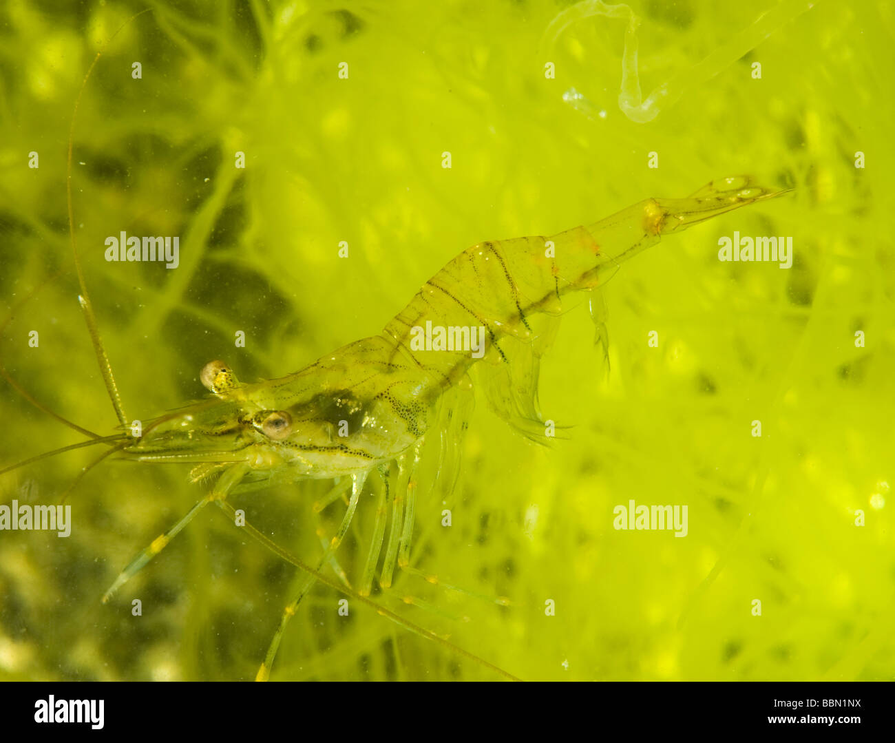 Rock Shrimp, Palaemon elegans, amongst green alges, Sweden Stock Photo